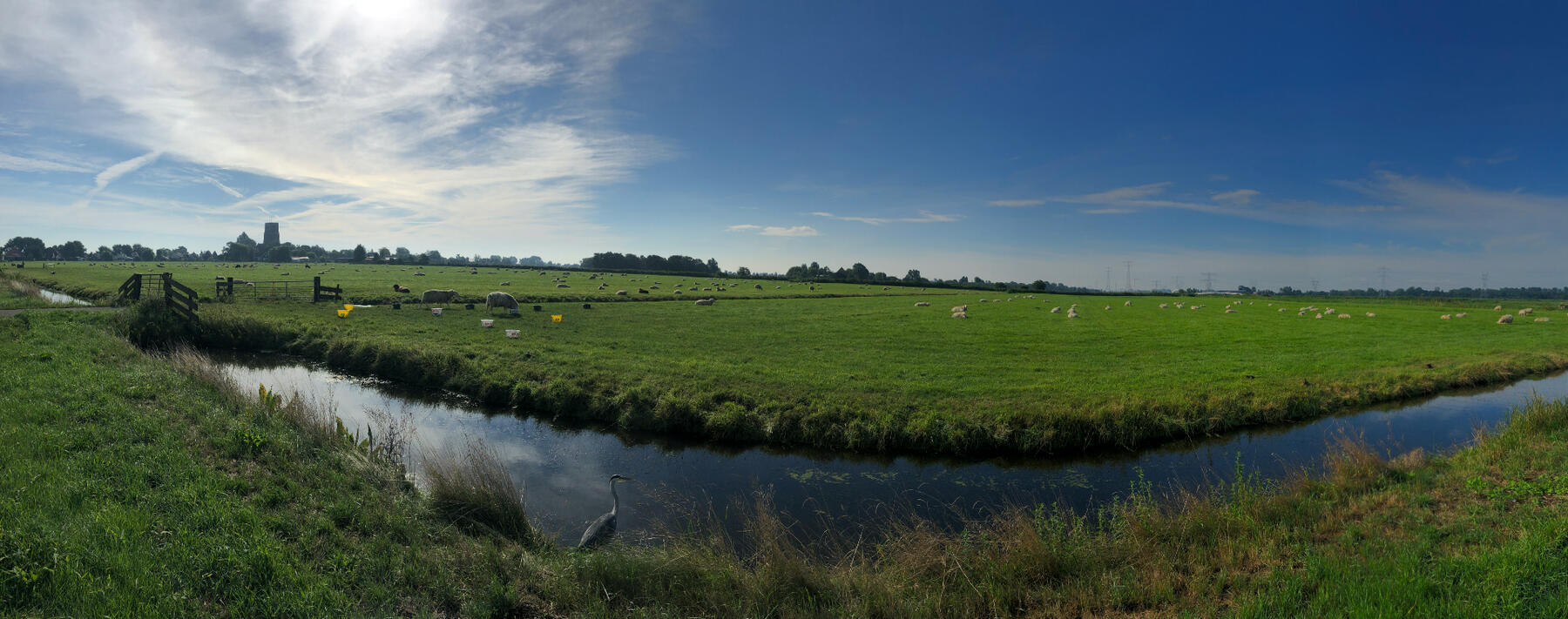 Panoramafoto van schapen in ransdorp. Je ziet een groen weiland met 600 schapen er in, blauwe lucht met een kerk id achtergrond